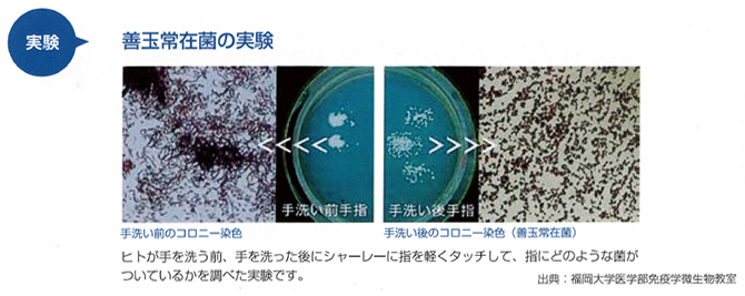 実験 善玉常在菌の実験